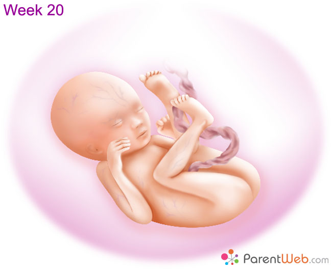 week 4 embryo blastocyst